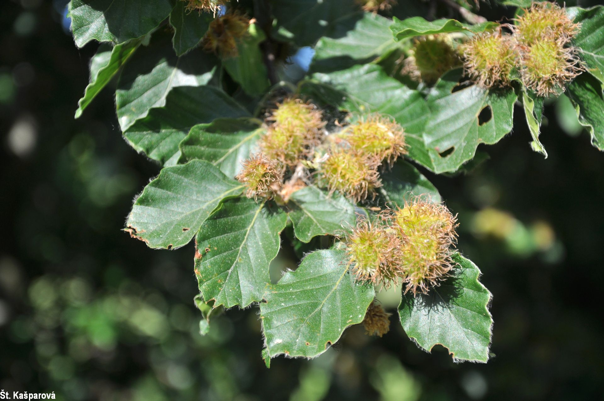 samen eibe Eibe Samen Zum Pflanzen Für Üppiges Eibenwachstum In Ihrem Garten Samen Für  Üppiges Laub Und Zeitlose Eleganz Biologische Gartensamen – Pure Asia Seeds main image 0