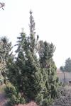 Foto abies_alba_´fastigiata´_h_1780588914.jpg