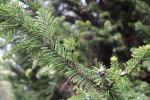 Foto abies_alba_´pyramidalis´_d3_1780589198.jpg