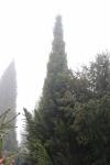 Foto abies_alba_´pyramidalis´_h_1780589245.jpg
