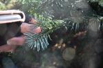 Foto abies_amabilis_d2_1780589481.jpg