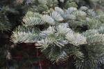 Foto abies_amabilis_ii_d_1780589522.jpg