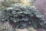 Foto abies_amabilis_ii_h_1780589418.jpg