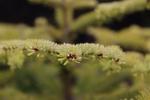 Foto abies_balsamea_d2_1780589752.jpg