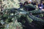 Foto abies_cephalonica_d2_1780589993.jpg