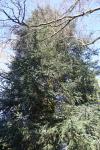 Foto abies_cephalonica_h_1780590091.jpg