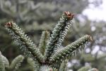 Foto abies_cephalonica_ii_d2_1780590133.jpg