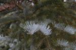 Foto abies_concolor_´violacea´_d2_1780590387.jpg