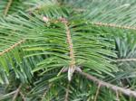 Foto abies_grandis_d2_libosad_1780590554.jpg