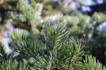 Foto abies_holophylla_d1_1780590779.jpg