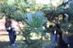 Foto abies_holophylla_d2_1780590819.jpg