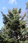 Foto abies_holophylla_h_1780590848.jpg