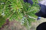 Foto abies_homolepis_d1_1780590925.jpg