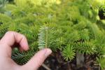 Foto abies_homolepis_ii_d1_1780591010.jpg