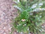 Foto abies_koreana_ii_d_libosad_1780591819.jpg