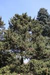 Foto abies_koreana_iv_h_1780591853.jpg