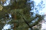 Foto abies_lasiocarpa_d_1780592102.jpg