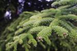 Foto abies_lasiocarpa_ii_d2_1780592187.jpg