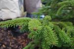 Foto abies_nordmanniana_ii_d1_1780592391.jpg