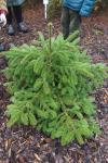 Foto abies_nordmanniana_ii_h_1780592432.jpg