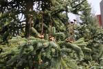Foto abies_pinsapo_ii_d1_1780592875.jpg