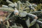 Foto abies_pinsapo_ii_d2_1780592900.jpg