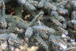 Foto abies_pinsapo_iii_d1_1780592961.jpg