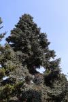 Foto abies_pinsapo_iii_h_1780598449.jpg