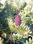 Foto abies_procera__bonsai_blue__-_detail_(arboretum_vsenory)_1684090519.jpg