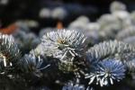 Foto abies_procera_d2_1780598953.jpg