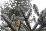 Foto abies_procera_d_1780599182.jpg