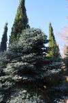 Foto abies_procera_h_1780598933.jpg