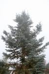 Foto abies_procera_ii_h_1780599209.jpg