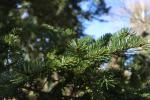 Foto abies_veitchii_d2_1780599510.jpg