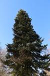 Foto abies_veitchii_h_1780599488.jpg