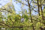 Foto acer_campestre_d_1780600226.jpg
