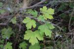 Foto acer_campestre_i_d_1780599944.jpg
