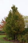 Foto acer_campestre_i_h_1780599915.jpg
