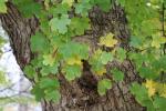 Foto acer_campestre_ii_d_1780600072.jpg