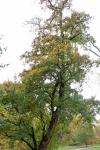 Foto acer_campestre_ii_h_1780600121.jpg