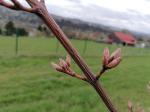 Foto acer_capillipes_-_detail(arboretum_vsenory)_1684091420.jpg