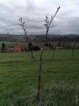 Foto acer_capillipes_-_habitus_(arboretum_vsenory)_1684091466.jpg