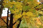 Foto acer_cappadocicum_d_1780600367.jpg