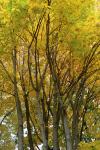 Foto acer_cappadocicum_h_1780600401.jpg