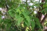 Foto acer_ginnala_d_1780600512.jpg
