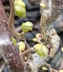 Foto acer_japonicum__vitifolium__-_detail(arboretum_vsenory)_1684091635.jpg