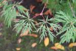 Foto acer_japonicum_asi_d_1780600652.jpg