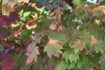 Foto acer_japonicum_d_1780601320.jpg