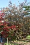 Foto acer_japonicum_h_1780601345.jpg