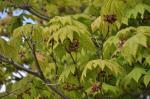 Foto acer_japonicum_vitifolium,_2016-04-28,dendro_zahr_pruhonice,_st.kasparova,_dsc_1539_1523121628.jpg
